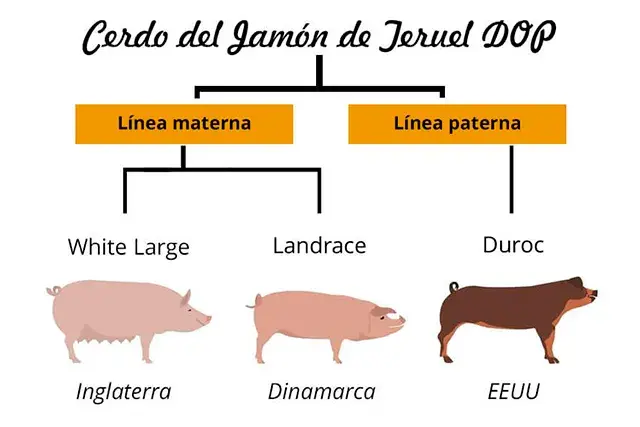 Cerdo del jamón