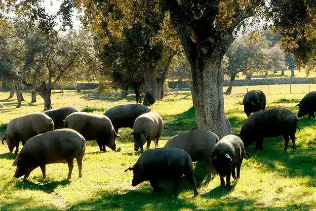 Blog de Jamón de Teruel DOP