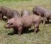 cerdos-duroc-